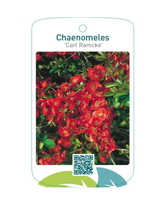 Chaenomeles ‘Carl Ramcke’