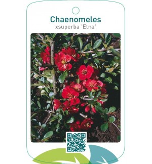 Chaenomeles xsuperba ‘Etna’