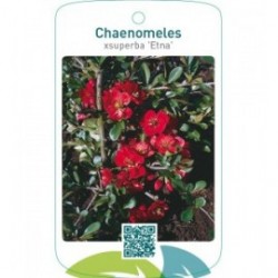 Chaenomeles xsuperba ‘Etna’
