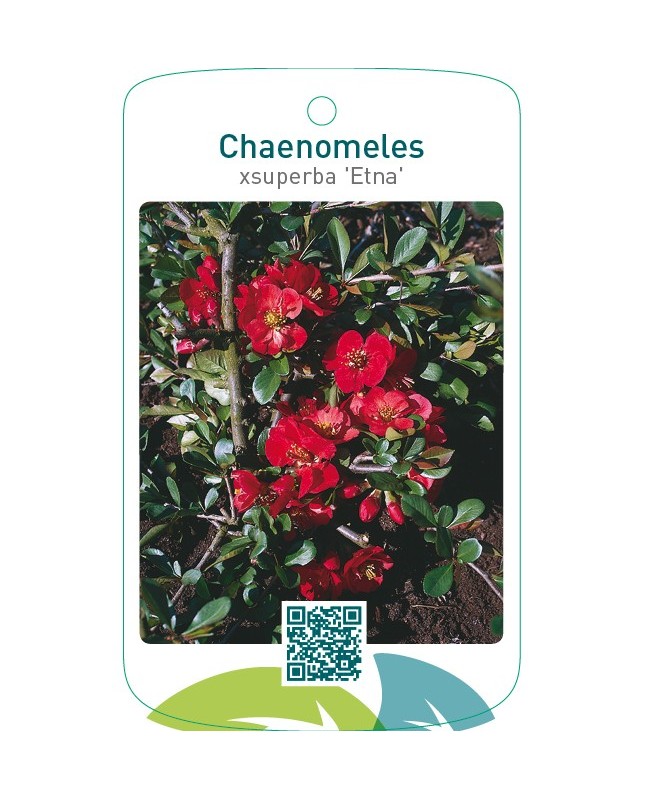 Chaenomeles xsuperba ‘Etna’