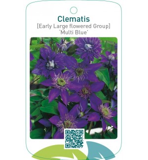 Clematis [Early Large flowered Group] ‘Multi Blue’