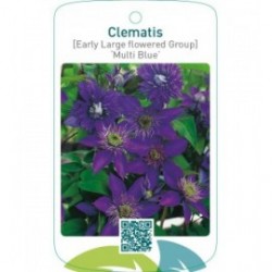 Clematis [Early Large flowered Group] ‘Multi Blue’
