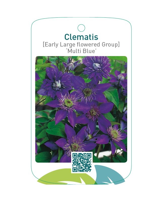 Clematis [Early Large flowered Group] ‘Multi Blue’