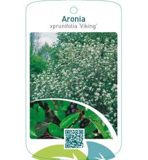 Aronia xprunifolia ‘Viking’