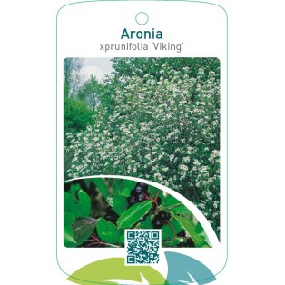 Aronia xprunifolia ‘Viking’