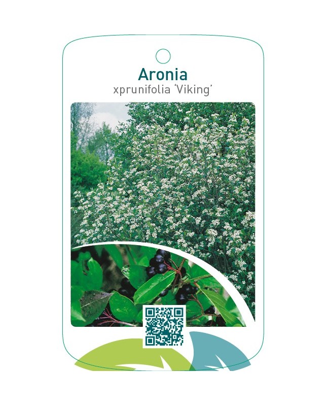 Aronia xprunifolia ‘Viking’