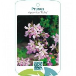 Prunus nipponica ‘Ruby’