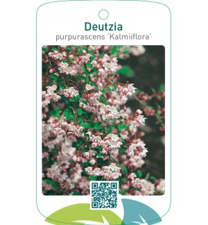 Deutzia purpurascens ‘Kalmiiflora’