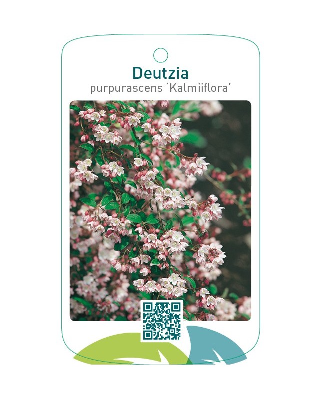 Deutzia purpurascens ‘Kalmiiflora’