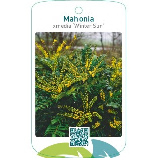 Mahonia xmedia ‘Winter Sun’