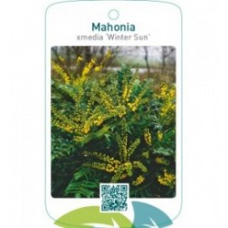 Mahonia xmedia ‘Winter Sun’