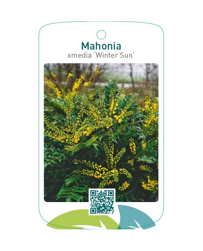 Mahonia xmedia ‘Winter Sun’