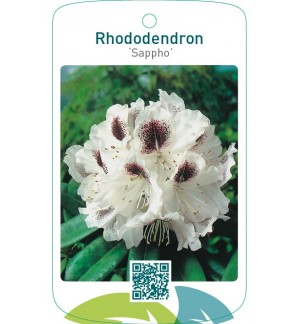 Rhododendron ‘Sappho’