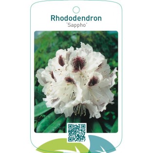 Rhododendron ‘Sappho’