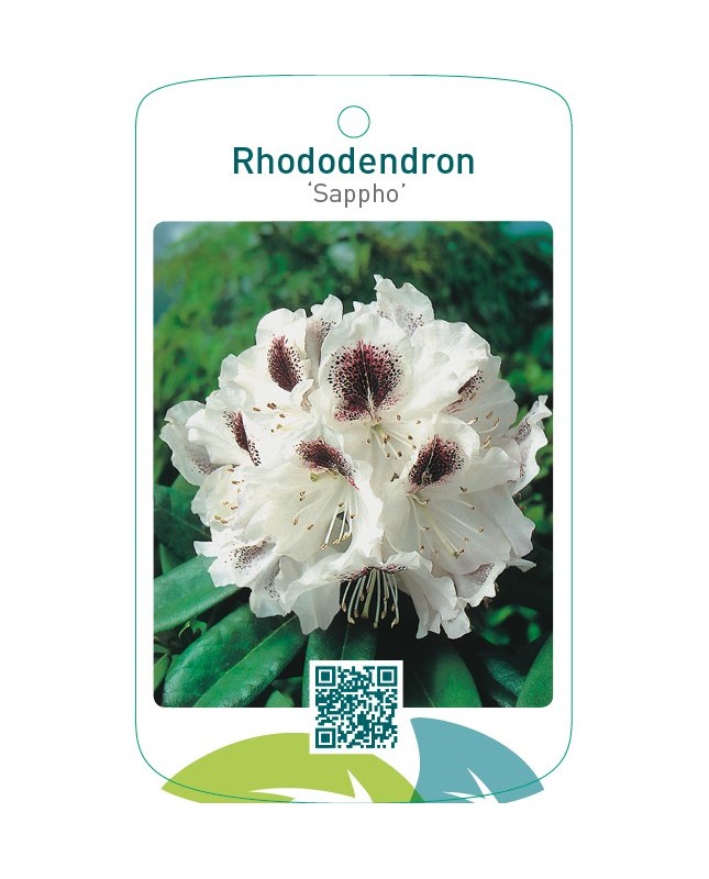 Rhododendron ‘Sappho’