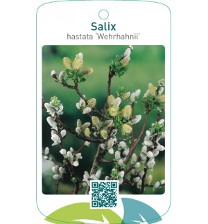 Salix hastata ‘Wehrhahnii’