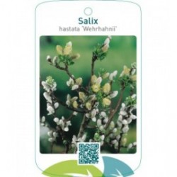 Salix hastata ‘Wehrhahnii’