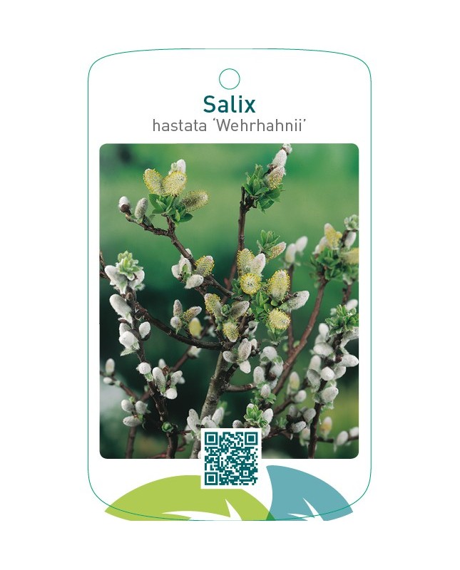 Salix hastata ‘Wehrhahnii’