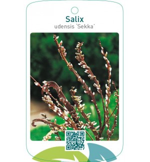Salix udensis ‘Sekka’