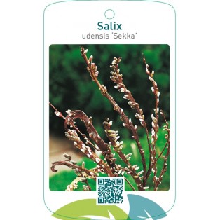 Salix udensis ‘Sekka’