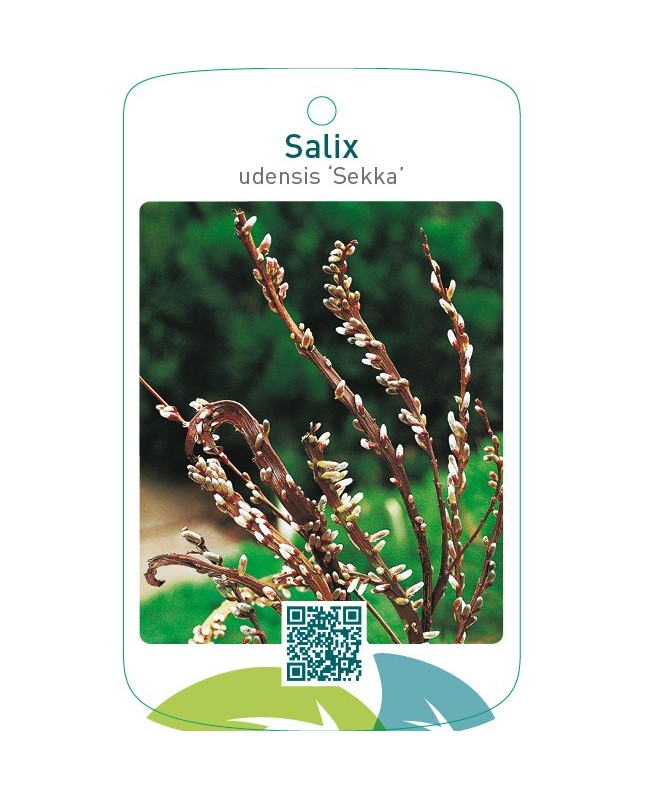Salix udensis ‘Sekka’