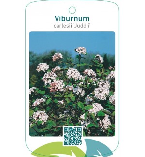 Viburnum carlesii ‘Juddii’