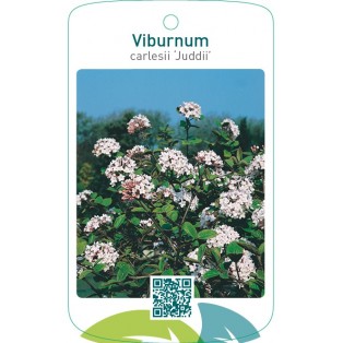 Viburnum carlesii ‘Juddii’
