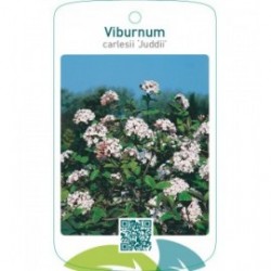 Viburnum carlesii ‘Juddii’