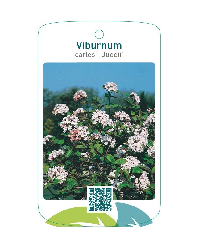 Viburnum carlesii ‘Juddii’