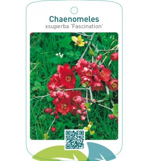 Chaenomeles xsuperba ‘Fascination’