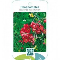 Chaenomeles xsuperba ‘Fascination’