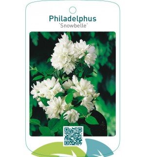 Philadelphus ‘Snowbelle’