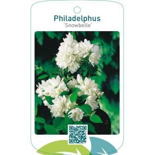 Philadelphus ‘Snowbelle’