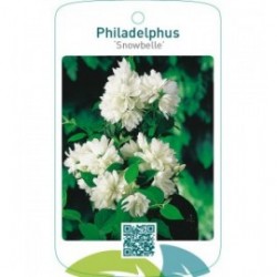 Philadelphus ‘Snowbelle’