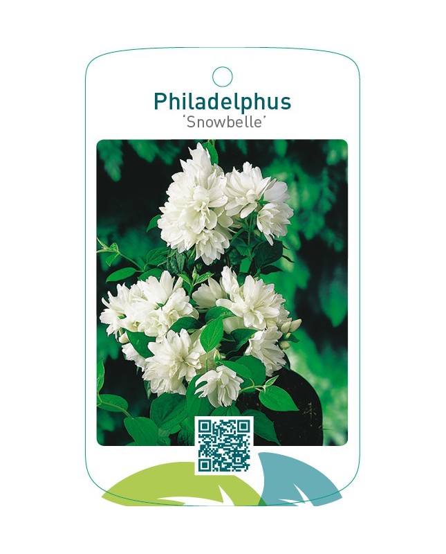 Philadelphus ‘Snowbelle’