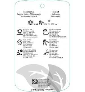 Etichette di Philadilphus ‘Snowbelle’ *