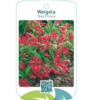 Weigela ‘Red Prince’