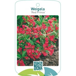 Weigela ‘Red Prince’