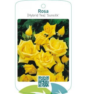 Rosa [Hybrid Tea] ‘Sunsilk’