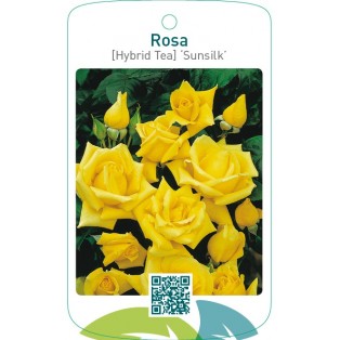 Rosa [Hybrid Tea] ‘Sunsilk’