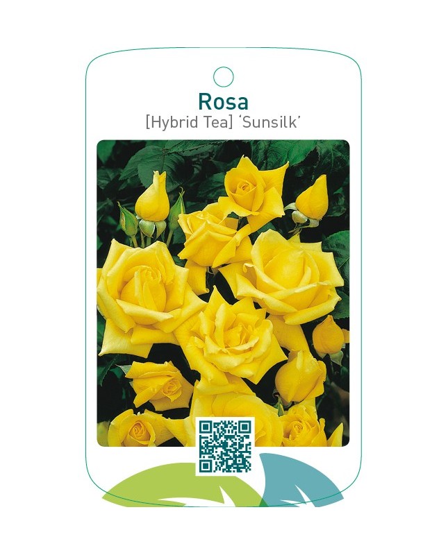 Rosa [Hybrid Tea] ‘Sunsilk’