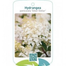 Hydrangea paniculata ‘Silver Dollar’