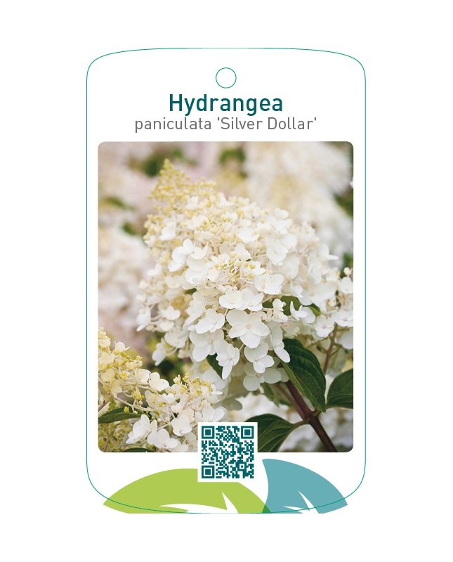 Hydrangea paniculata ‘Silver Dollar’