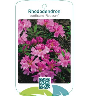 Rhododendron ponticum ‘Roseum’