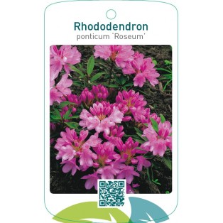Rhododendron ponticum ‘Roseum’