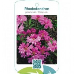 Rhododendron ponticum ‘Roseum’