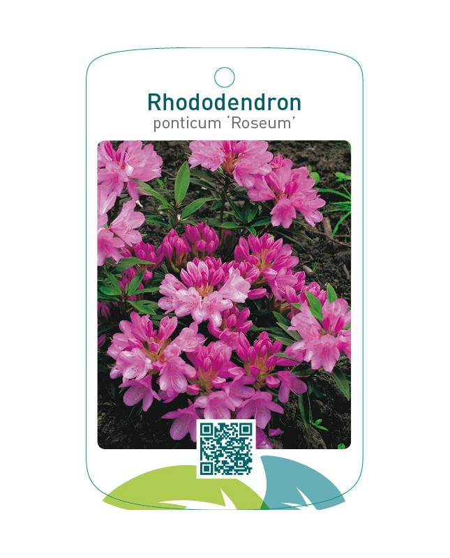 Rhododendron ponticum ‘Roseum’