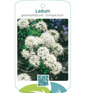 Ledum groenlandicum ‘Compactum’