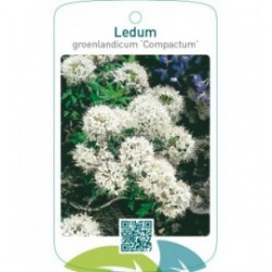 Ledum groenlandicum ‘Compactum’