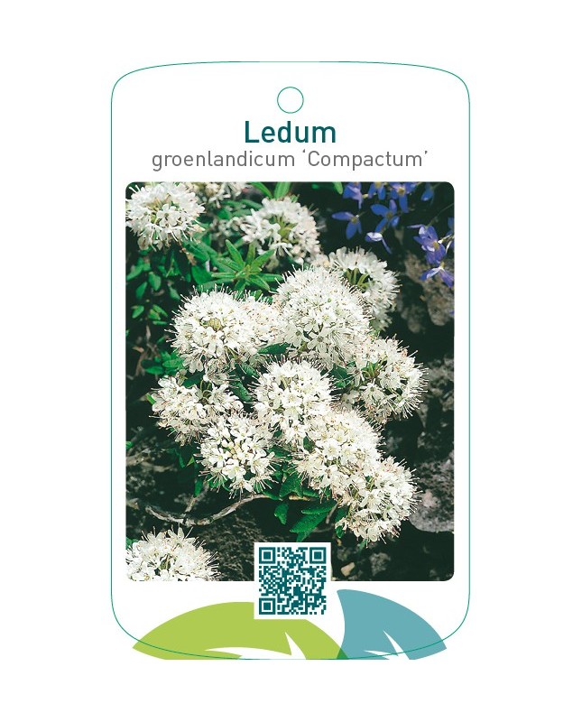 Ledum groenlandicum ‘Compactum’